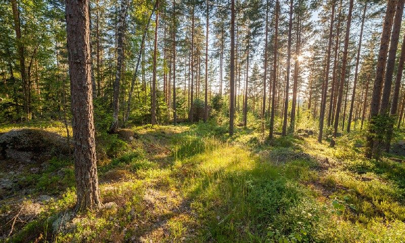 sustainable timber forest